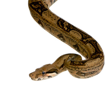 Γιατί τα Ζώα «Πέφτουν» σε Χειμερία Νάρκη;